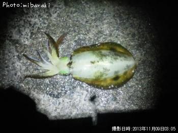 アオリイカ