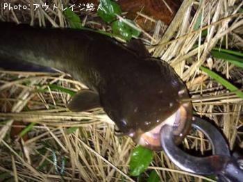 ナマズ