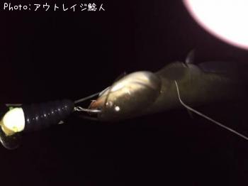 ナマズ