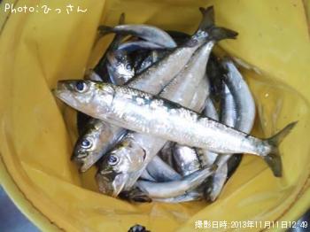 イワシ