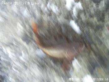 アイナメ