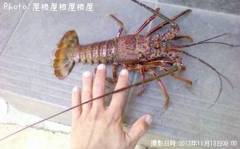 伊勢海老ちゃん（大）