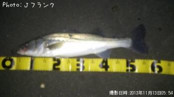 シーバス
