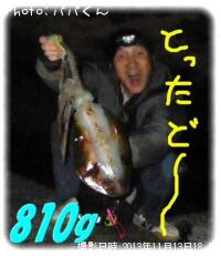 アオリイカ