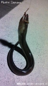 アナゴ