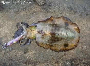 アオリイカ
