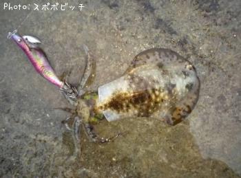 アオリイカ