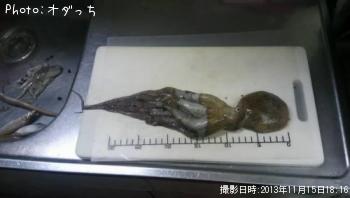 タコ