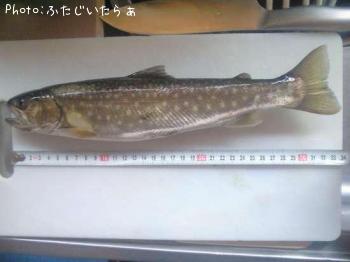 イワナ