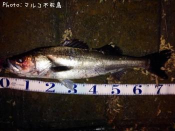 シーバス