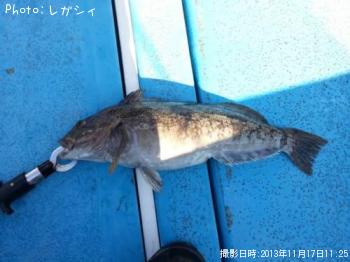 アイナメ