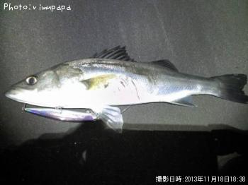 シーバス