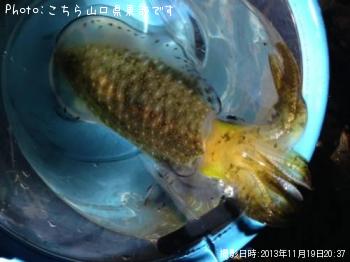アオリイカ