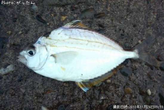 新潟県ヒイラギ釣り情報まとめ ポイントからルアーまで釣果情報 即戦力釣り情報