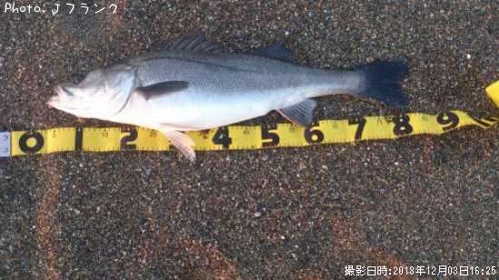 釣果 伊良湖 釣り船 秀進丸