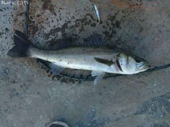 �����Ф�