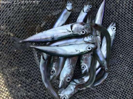 知りたい 茨城県の稚アユ 稚サバ釣り情報を発信中 ポイントからシーズンやルアーまで釣果情報 即戦力釣り情報 知りたい 茨城県の稚アユ 稚サバ釣り情報を発信中 ポイントからシーズンやルアーまで釣果情報 即戦力釣り情報