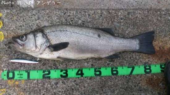 ヒラスズキ86cm 釣果情報 東京都伊豆諸島 14年5月25日5時 岡っぱりアングラー 即戦力釣り情報