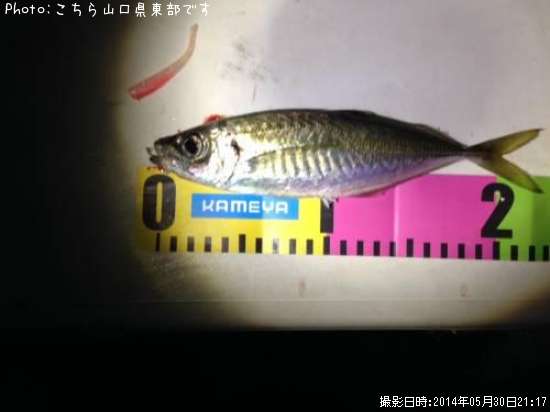 アジ23cm 釣果情報 山口県周防大島 14年5月30日21時 こちら山口県東部です 即戦力釣り情報 アジ23cm 釣果情報 山口県周防大島 14年5月30日21時 こちら山口県東部です 即戦力釣り情報