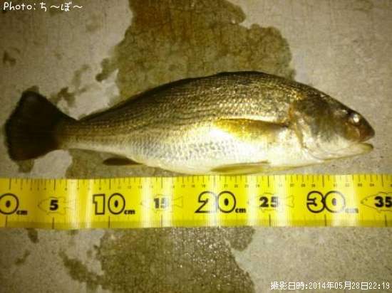 神奈川県イシモチ釣り情報まとめ ポイントからルアーまで釣果情報 即戦力釣り情報