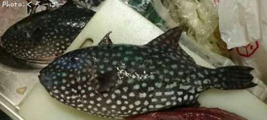 沖縄県でカワハギが釣れるポイントはどこ 釣れるシーズンやルアー釣り情報や釣果発信中 即戦力釣り情報