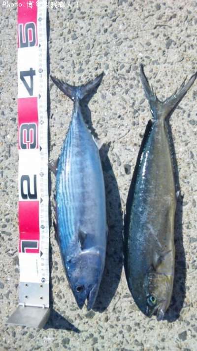 知りたい 長崎県のハガツオ釣り情報を発信中 ポイントからシーズンやルアーまで釣果情報 即戦力釣り情報 知りたい 長崎県のハガツオ釣り情報を発信中 ポイントからシーズンやルアーまで釣果情報 即戦力釣り情報