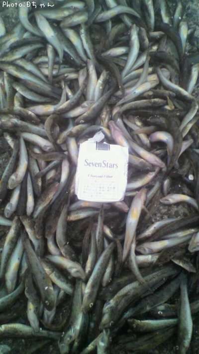 釣りポイント 奥浜名湖 クロダイ