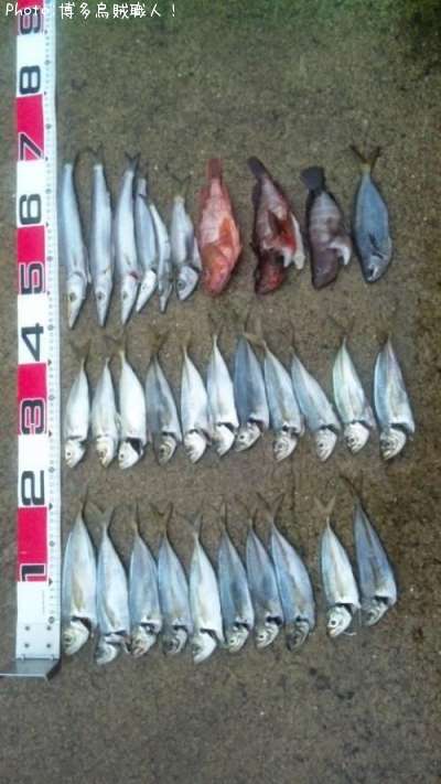 鯵26cm 釣果情報 佐賀県唐津市 馬渡島 14年8月15日6時 博多烏賊職人 即戦力釣り情報