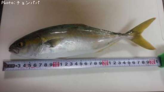 アブコ 30cm 釣果情報 静岡県遠州灘サーフ 14年9月21日15時 チョンパパ 即戦力釣り情報