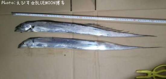 福岡県でタチウオが釣れるポイントはどこ 釣れるシーズンやルアー釣り情報や釣果発信中 即戦力釣り情報