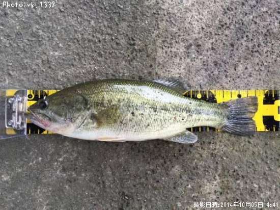 ブラックバス28cm 釣果情報 岐阜県八百津町 14年10月5日14時 Rk 1332 即戦力釣り情報