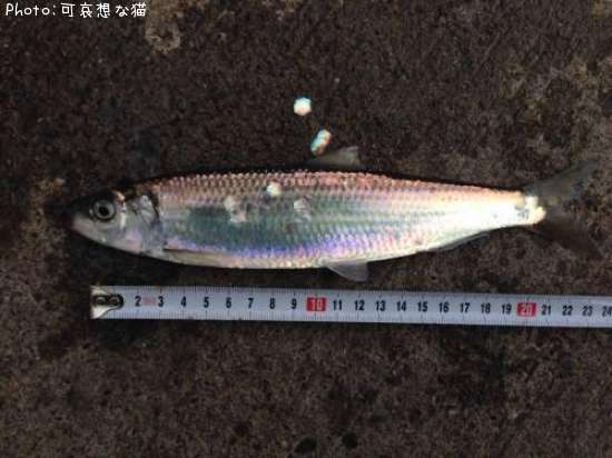 ニシン25cm 釣果情報 北海道釧路市 14年10月11日14時 可哀想な猫 即戦力釣り情報