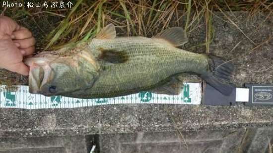 ブラックバス48cm 釣果情報 愛知県豊田市 14年10月11日8時 松山らぶ京介 即戦力釣り情報 ブラックバス48cm 釣果情報 愛知県豊田市 14年10月11日8時 松山らぶ京介 即戦力釣り情報