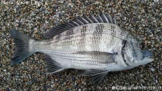 釣果 海 釣り あか ぐり 公園