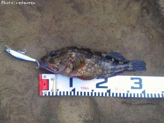知りたい 長崎県のカサゴ釣り情報を発信中 ポイントからシーズンやルアーまで釣果情報 即戦力釣り情報 知りたい 長崎県のカサゴ釣り情報を発信中 ポイントからシーズンやルアーまで釣果情報 即戦力釣り情報