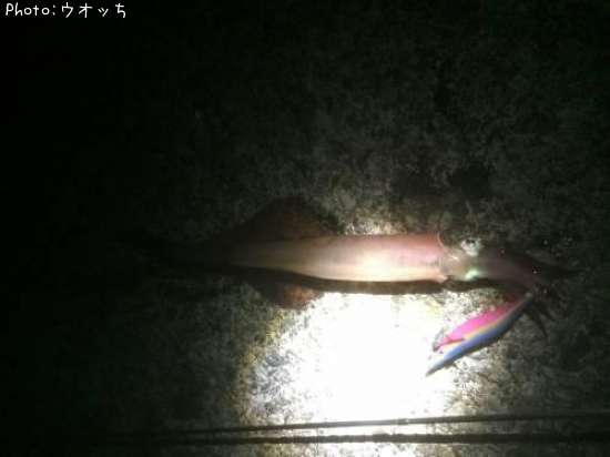 静岡県でヤリイカが釣れるポイントはどこ 釣れるシーズンやルアー釣り情報や釣果発信中 即戦力釣り情報