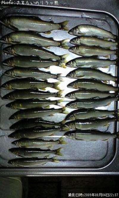 知りたい 栃木県の鮎釣り情報を発信中 ポイントからシーズンやルアーまで釣果情報 即戦力釣り情報