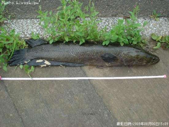 雷魚62cm 釣果情報 埼玉県さいたま市 見沼区 09年8月6日15時 Hiroshibu 即戦力釣り情報 雷魚62cm 釣果情報 埼玉県さいたま市 見沼区 09年8月6日15時 Hiroshibu 即戦力釣り情報