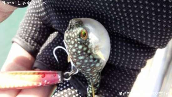 �ե����ʥޥ�