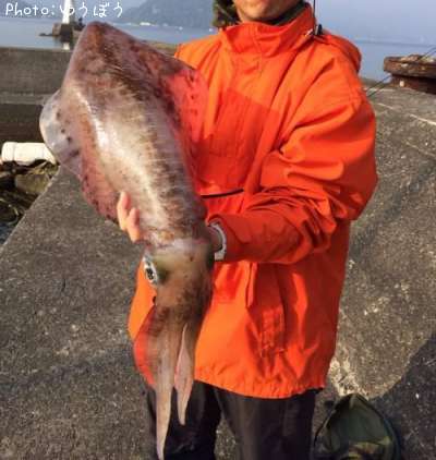 静岡県アオリイカ釣り情報まとめ ポイントからルアーまで釣果情報 即戦力釣り情報