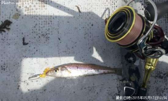 鹿児島 キス 釣り