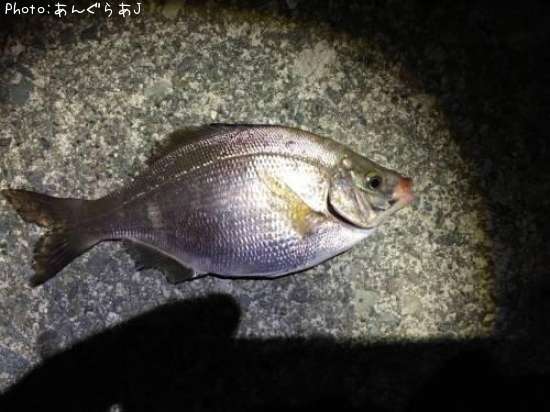 福井県ウミタナゴ釣り情報まとめ ポイントからルアーまで釣果情報 即戦力釣り情報