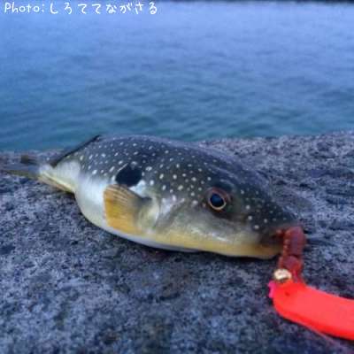 知りたい 青森県のクサフグ釣り情報を発信中 ポイントからシーズンやルアーまで釣果情報 即戦力釣り情報
