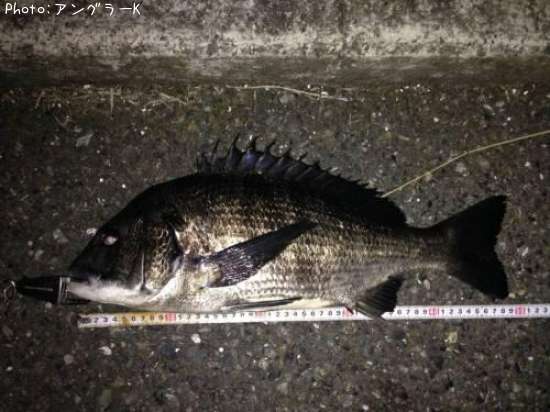 黒鯛49cm 釣果情報 神奈川県横浜市金沢区 15年6月29日時 アングラーk 即戦力釣り情報