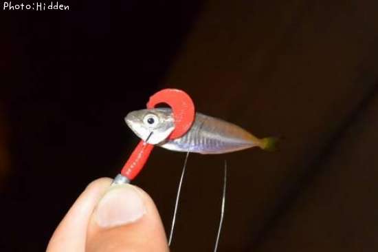 豆アジ5cm 釣果情報 岩手県釜石市 15年7月14日22時 Hidden 即戦力釣り情報