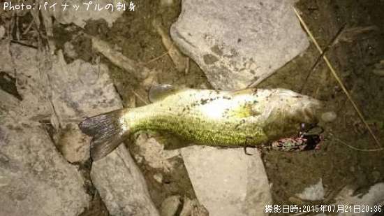 ブラックバスcm 釣果情報 岩手県山 15年7月21日時 パイナップルの刺身 即戦力釣り情報