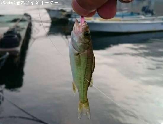 知りたい 愛知県のシーバスの子釣り情報を発信中 ポイントからシーズンやルアーまで釣果情報 即戦力釣り情報
