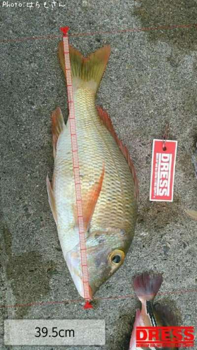 クチナジ35cm 釣果情報 沖縄県沖縄市 15年8月12日18時 はらもさん 即戦力釣り情報