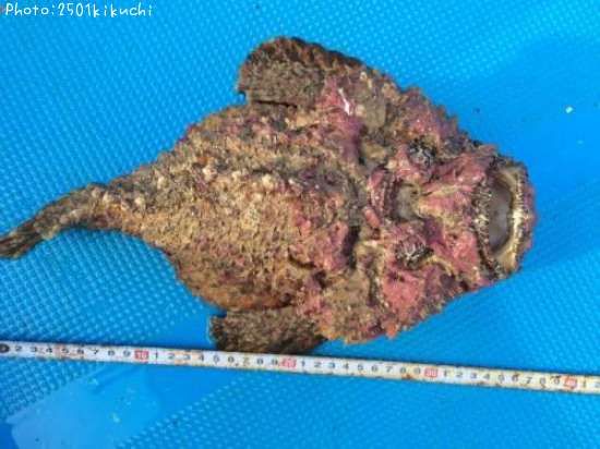 鹿児島県オニダルマオコゼ釣り情報まとめ ポイントからルアーまで釣果情報 即戦力釣り情報