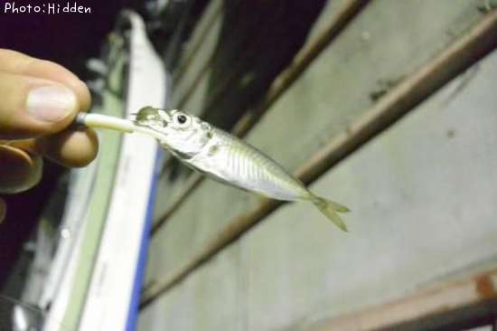 豆アジ8cm 釣果情報 岩手県大船渡市 15年8月29日0時 Hidden 即戦力釣り情報